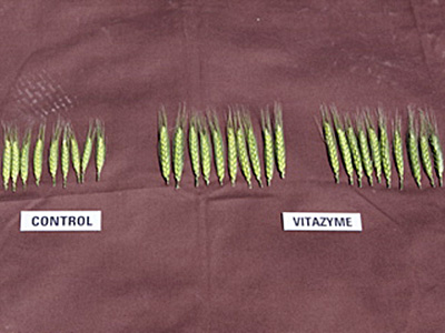 Heads from the samples. Control left, Foliar Vitazyme treatment center, seed treatment right.