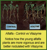 Vitazyme use on alfalfa