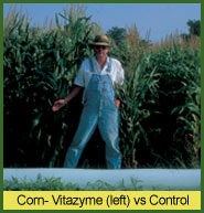 Vitazyme use on corn