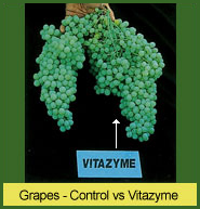 Vitazyme use on grapes