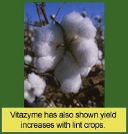 Vitazyme use on cotton