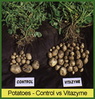 Vitazyme use on potatoes