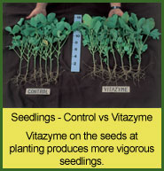 Vitazyme use on seedlings