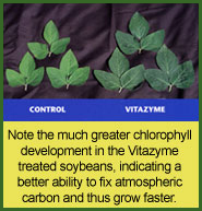 Vitazyme use on soybeans