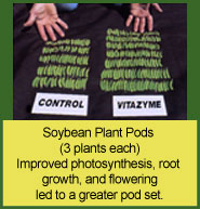 Vitazyme use on soybeans