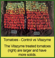 Vitazyme use on tomatoes