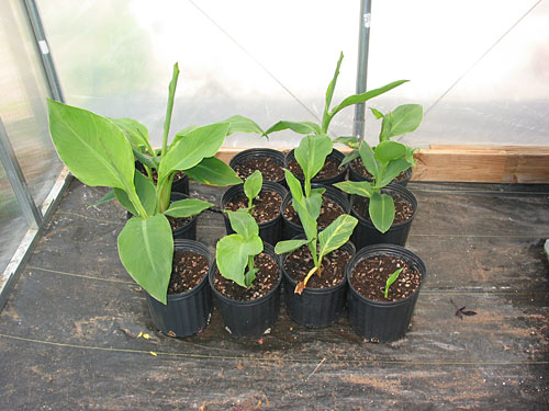 In The Greenhouse