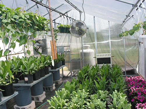 In The Greenhouse