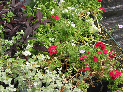 In The Greenhouse