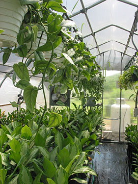 In The Greenhouse