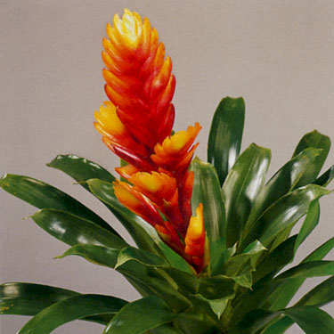 Bromeliad - Vriesea Carly