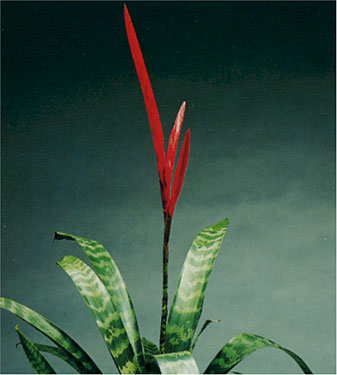 Bromeliad - Vriesea