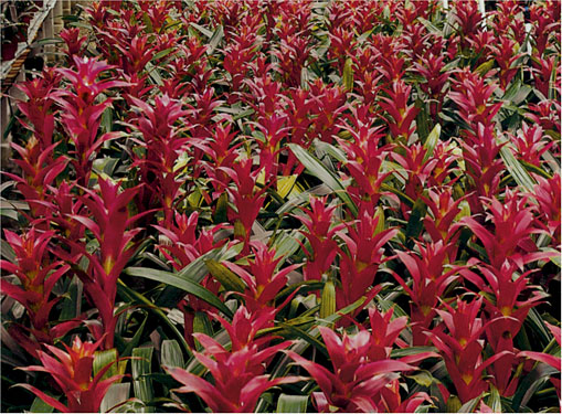 Bromeliads - Purple Broms