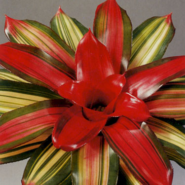 Bromeliad - Neoregelia Devroe