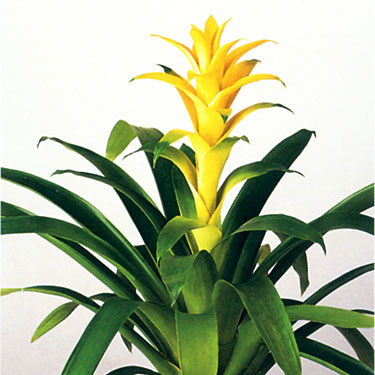 Bromeliad - Guzmania Hilda