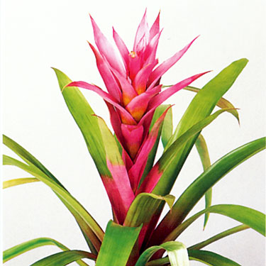 Bromeliad - Guzmania Gwendolyn