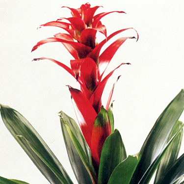 Bromeliad - Guzmania Finest Red