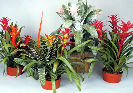 Group of Bromeliads