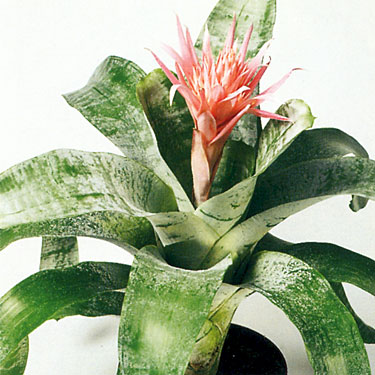 Bromeliad - Aechmea Fasciata Spineless