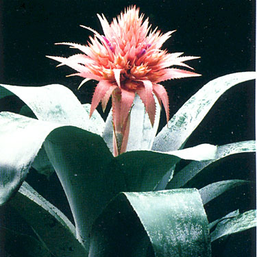 Bromeliad - Aechmea Fasciata Morgana