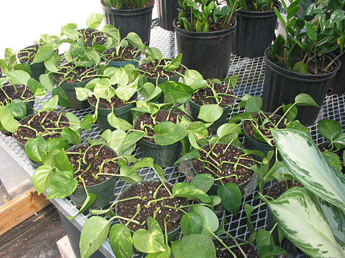 In The Greenhouse