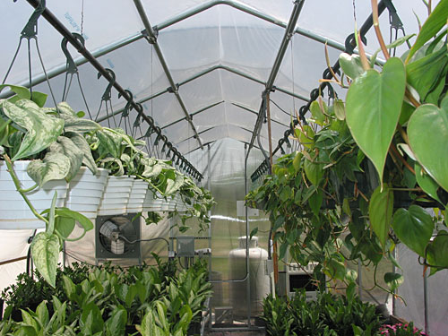 In The Greenhouse